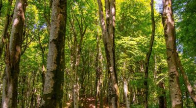 Partecipate al sondaggio: “Valorizzazione economico turistica del sito seriale della Faggeta Vetusta del Monte Cimino patrimonio mondiale dell’umanità Unesco”