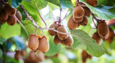 Contributi alle imprese agricole gravemente danneggiate dalla cosiddetta “moria del kiwi”