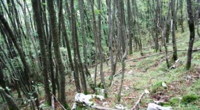 Avviso di vendita di due lotti separati di materiale legnoso retraibile dal taglio finale di bosco ceduo di proprietà comunale.