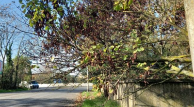 Ordinanza Provincia di Viterbo – manutenzione e taglio di vegetazione, siepi e rami sporgenti ai margini delle strade provinciali