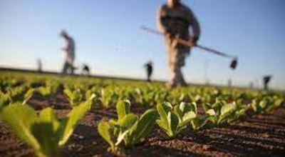 Bando per l’affitto di un terreno agricolo in loc. “LA MENICA” FG. 61 PA.LLA 6/p – 9/p