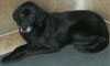 Camillo