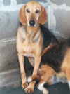 Lila